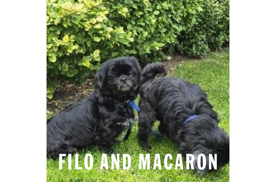 Two small black dogs sniffing the ground