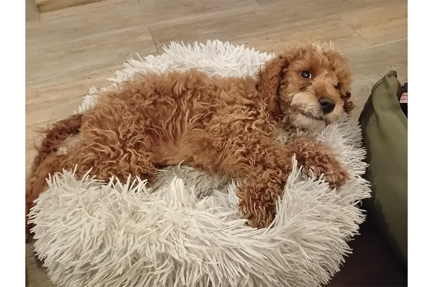 Fluffy brown dog in a white bed.