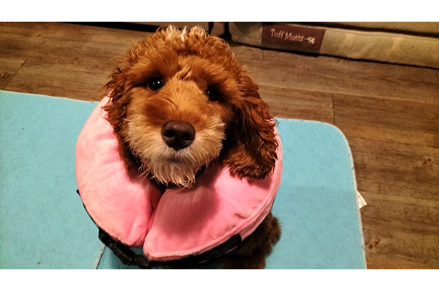 Fluffy brown dog with a pink cone.