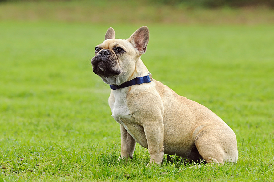 French Bulldog sitting in a field