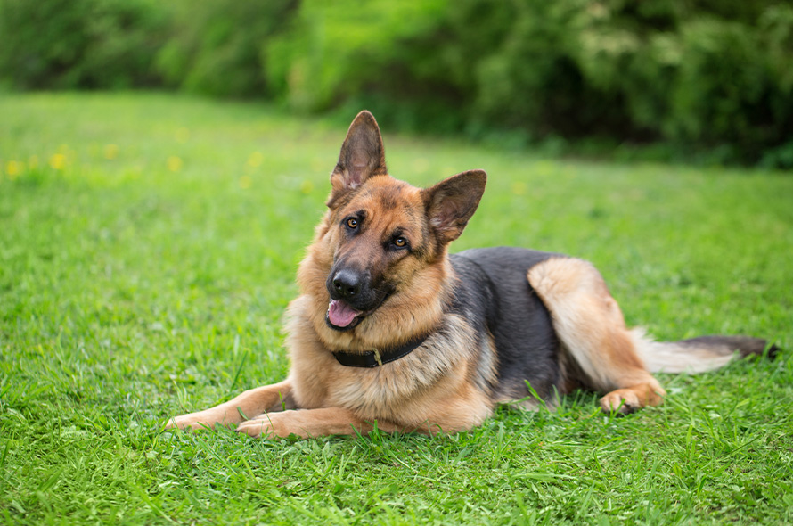 German Shepherd laying on grass