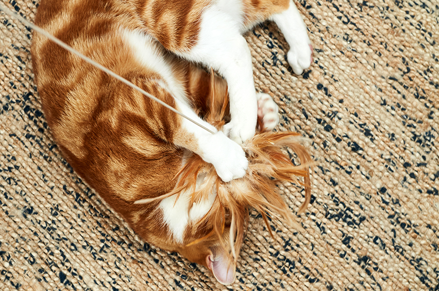 Ginger cat plays with feathered cat toy on the carpet