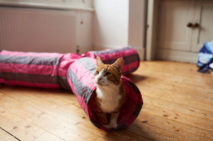 Ginger cat pokes head out of a pink cat tunnel toy in living room