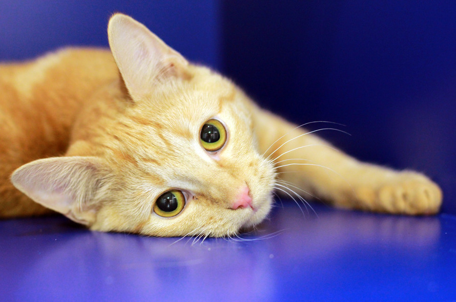 Ginger cat lying in a blue cat cabin