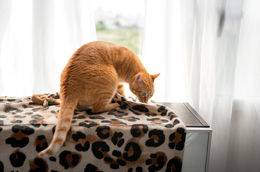 Ginger cat sniffing a blanket on the top of some drawers