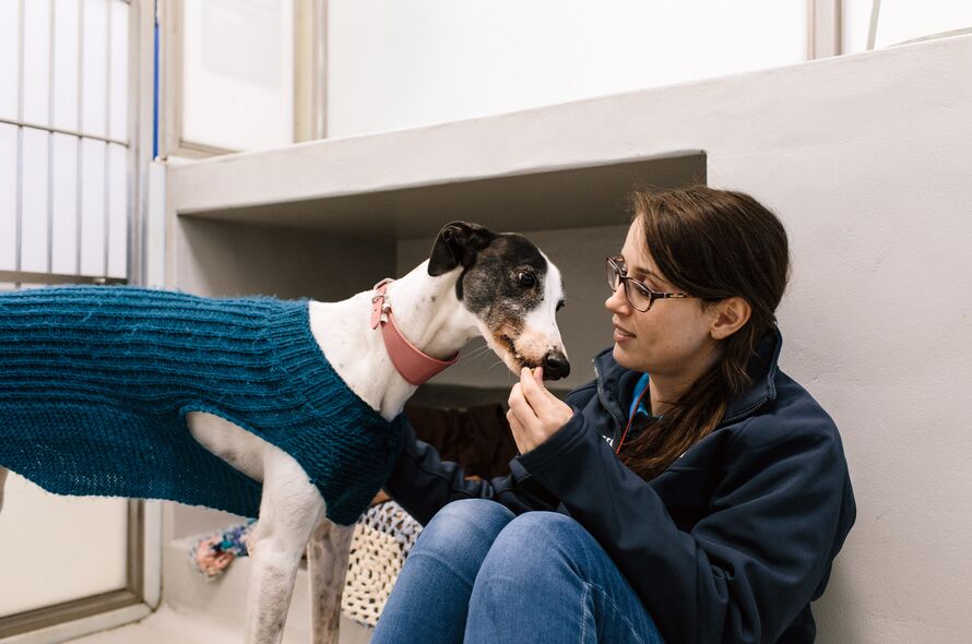 Greyhound being fed by a Battersea staff member