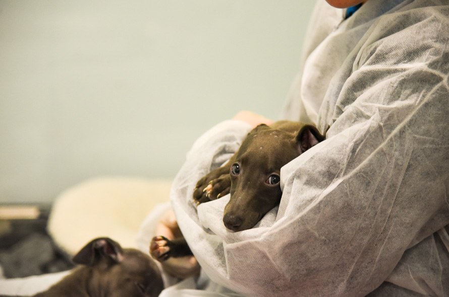 Greyhound puppy being cuddled