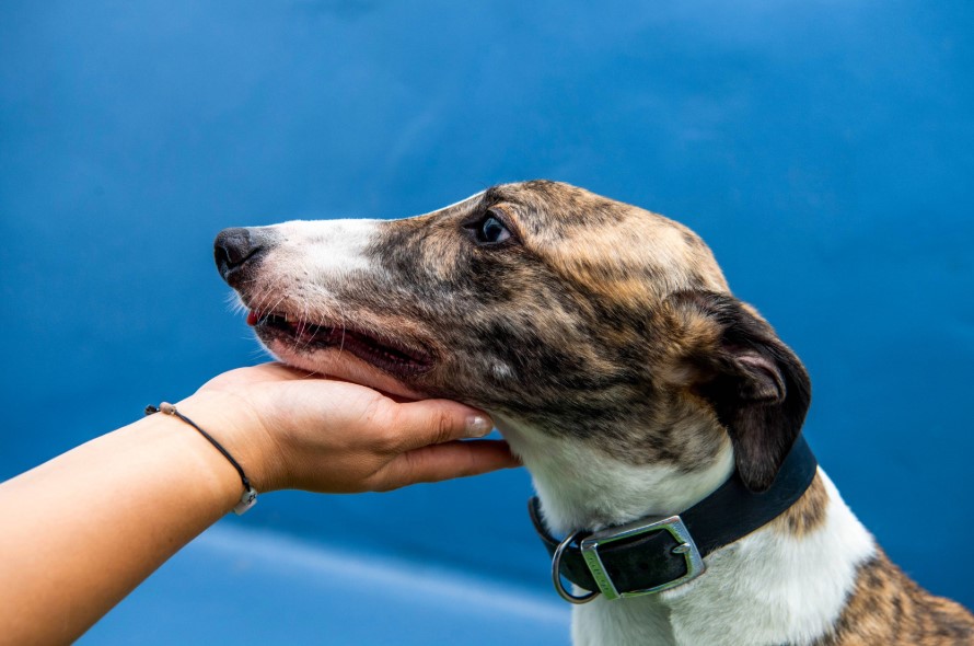 Brindle greyhound resting face in the hand of Battersea staff member