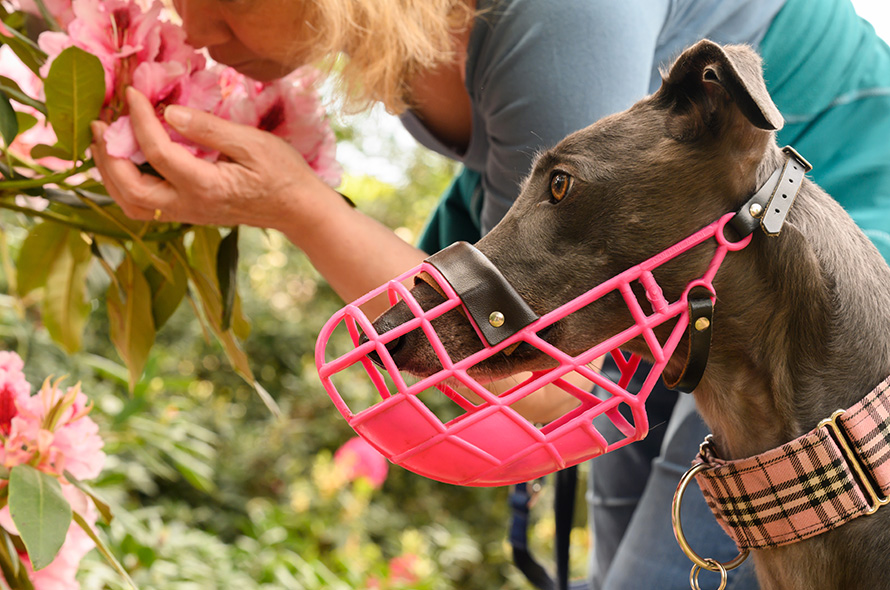 Greyhound sniffing flowers with their foster carer