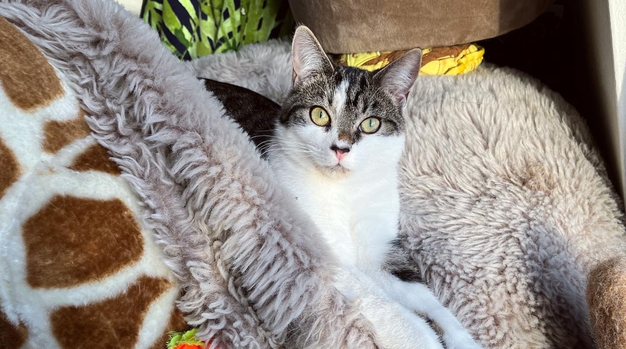 Hector the cat sitting in his bed in his new home