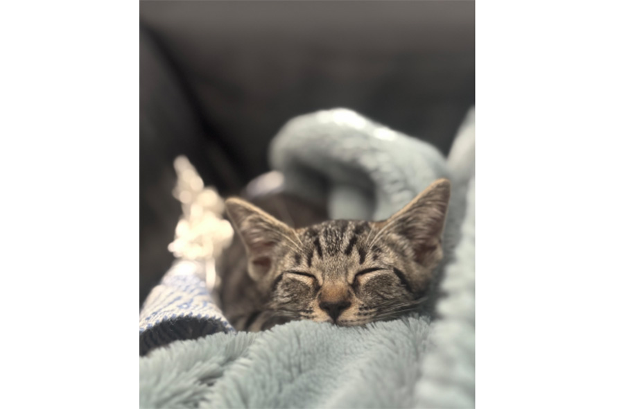 Cat asleep in a pile of blankets