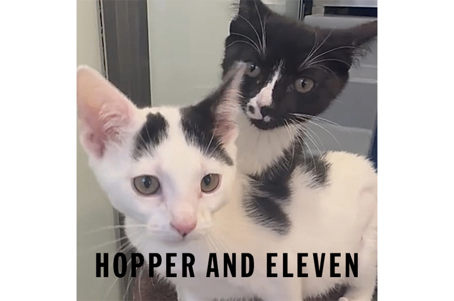 Two black and white cats in their pen