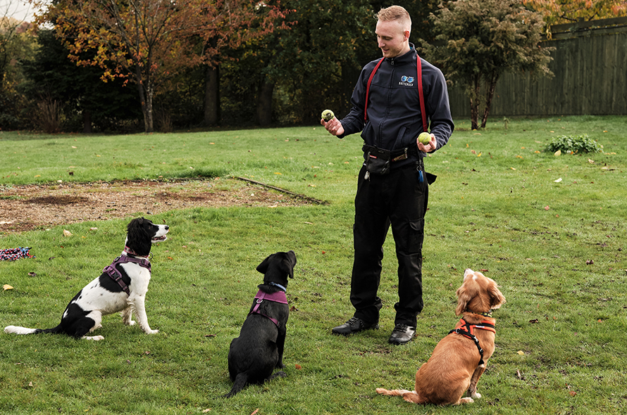 three dogs sit in park looking at man holding two tennis balls