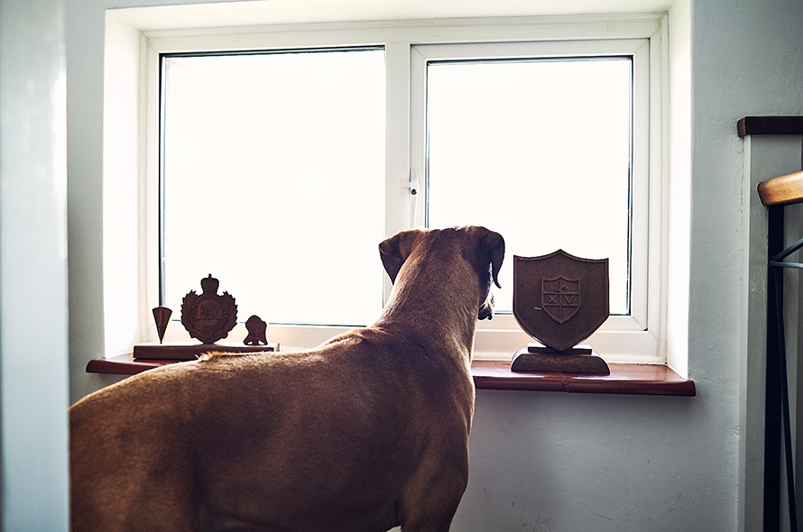 Big brown dog looks out of window