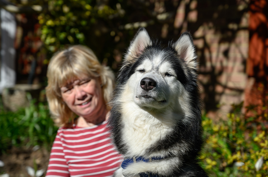 Husky sat next to their foster carer