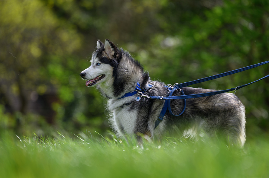 Husky standing in a field
