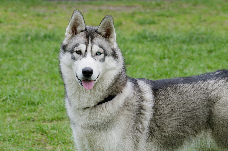 Husky with a grass background
