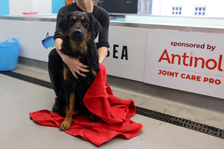 Dog being dried with a towel in front of the hydrotherapy pool