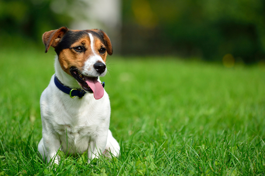 Jack Russell sitting in a field