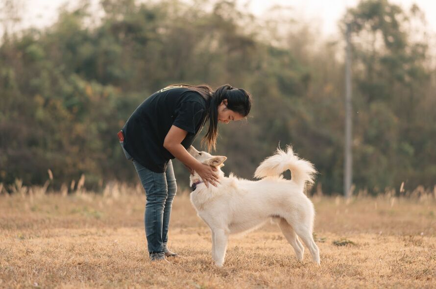 Jai dog rescue worker stokes big white dog