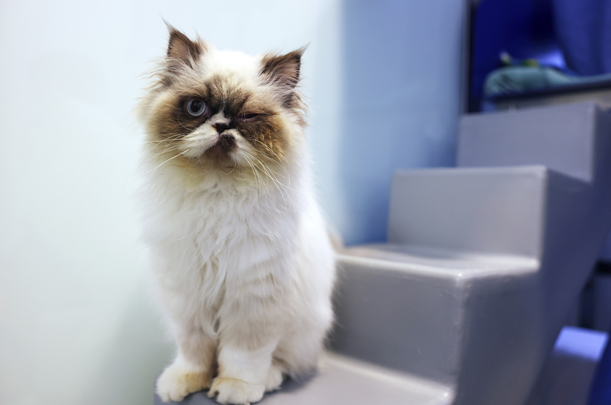 Jason White Cat Looking Directly Into Camera
