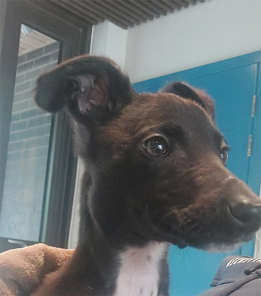 Jasper when he first arrived at Battersea
