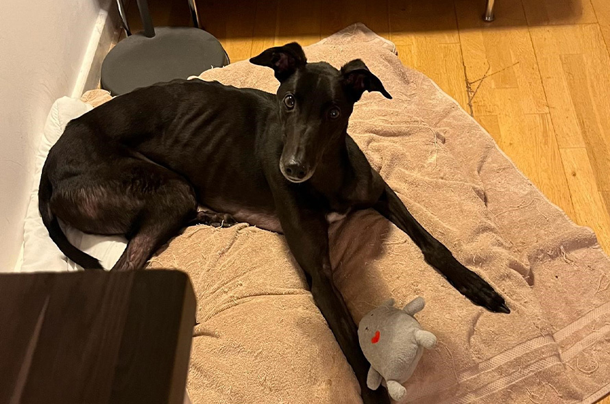 Kevin, the black greyhound, in his bed