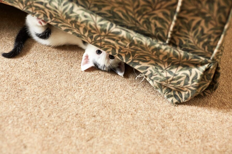 Tiny black and white kitten lies on back peeking out from underneath an armchair