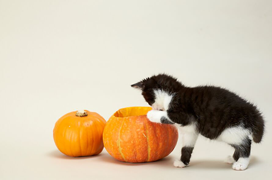 Kitten with pumpkins