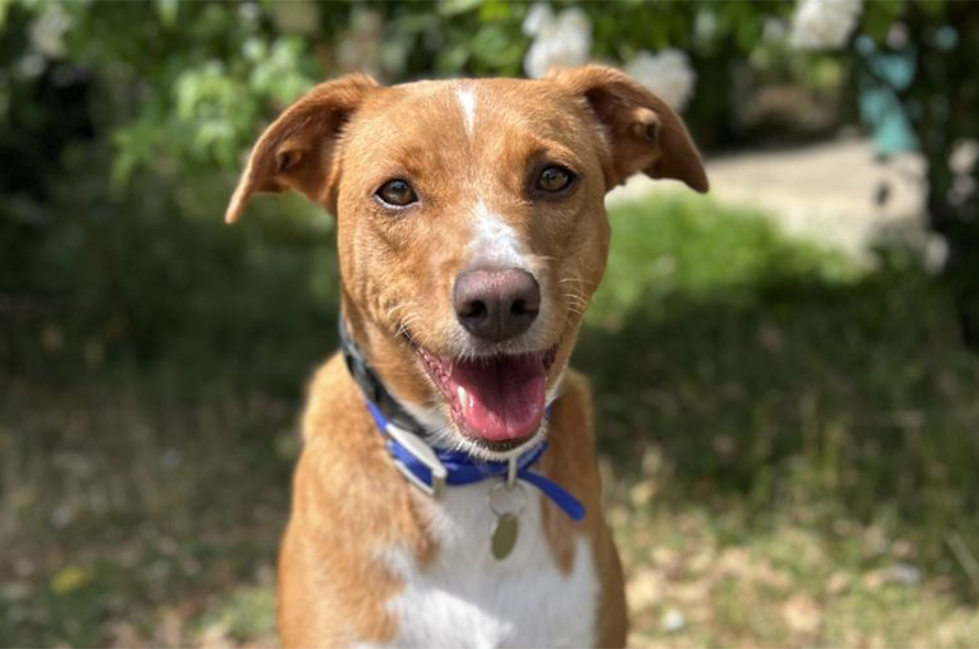 Light brown dog looking at camera.