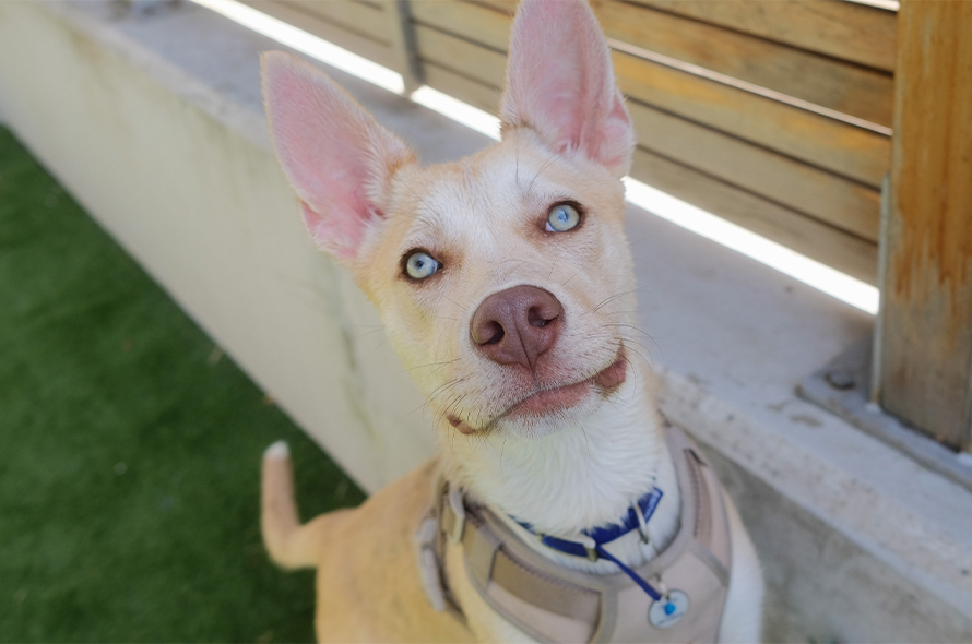 Light brown huskey looking at camera.