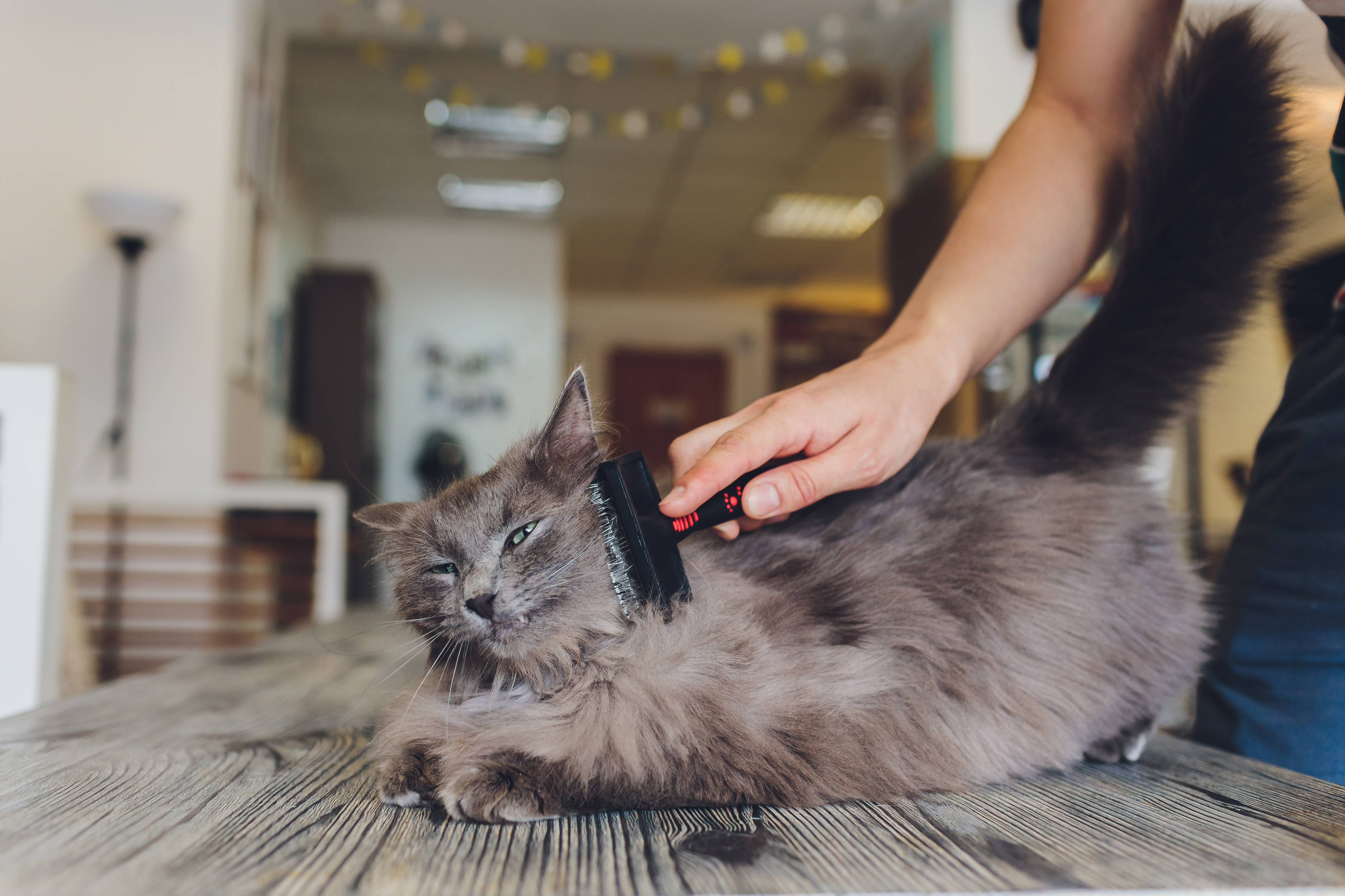 Gray cat getting brushed.