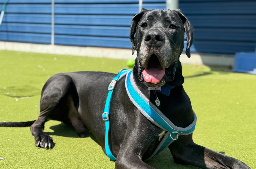 Lucho the Great Dane laying in the sun