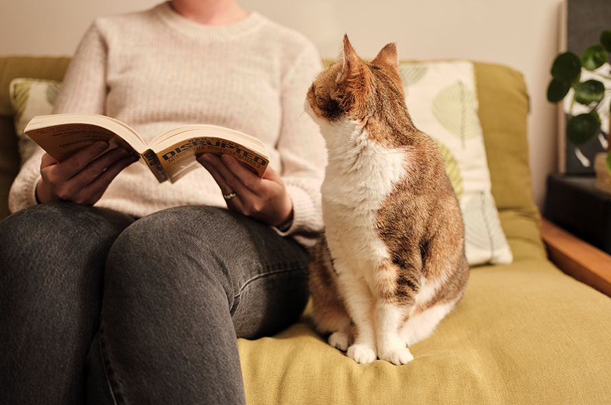 Ginger cat sits up on sofa looking back at person reading a book