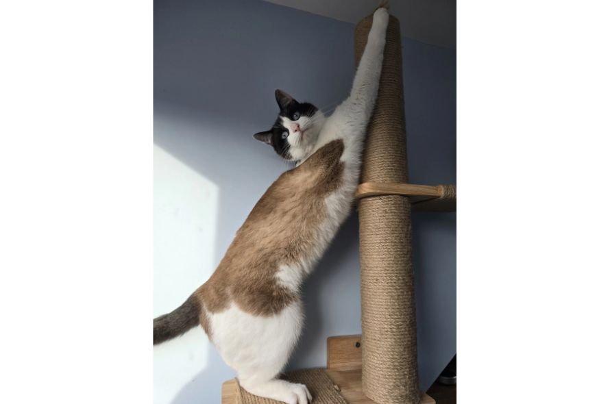 Millie: Cat stretching on a scratching post