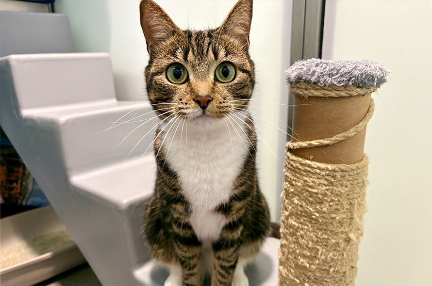 mixed cat looking at camera.