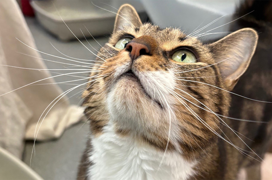 Mixed cat looking up.