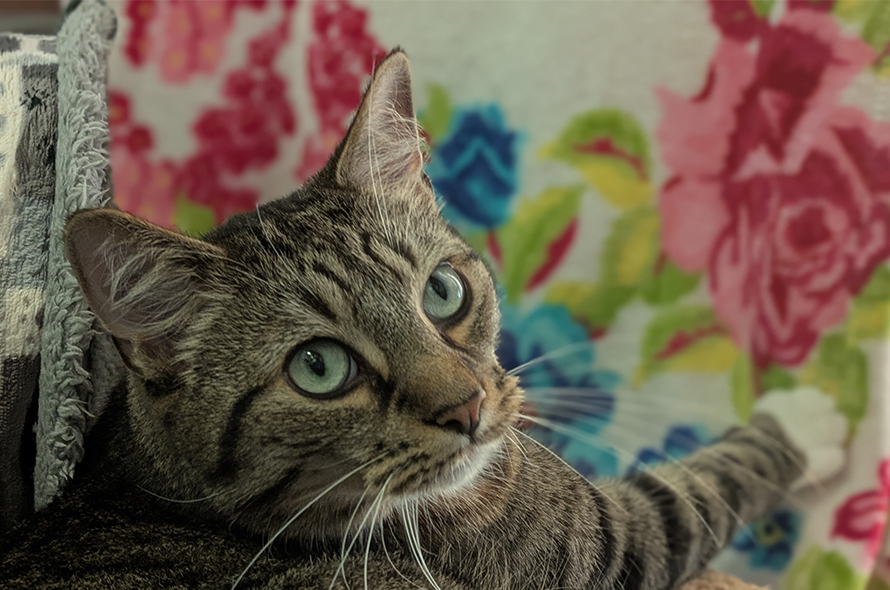 Mixed cat with big green eyes.