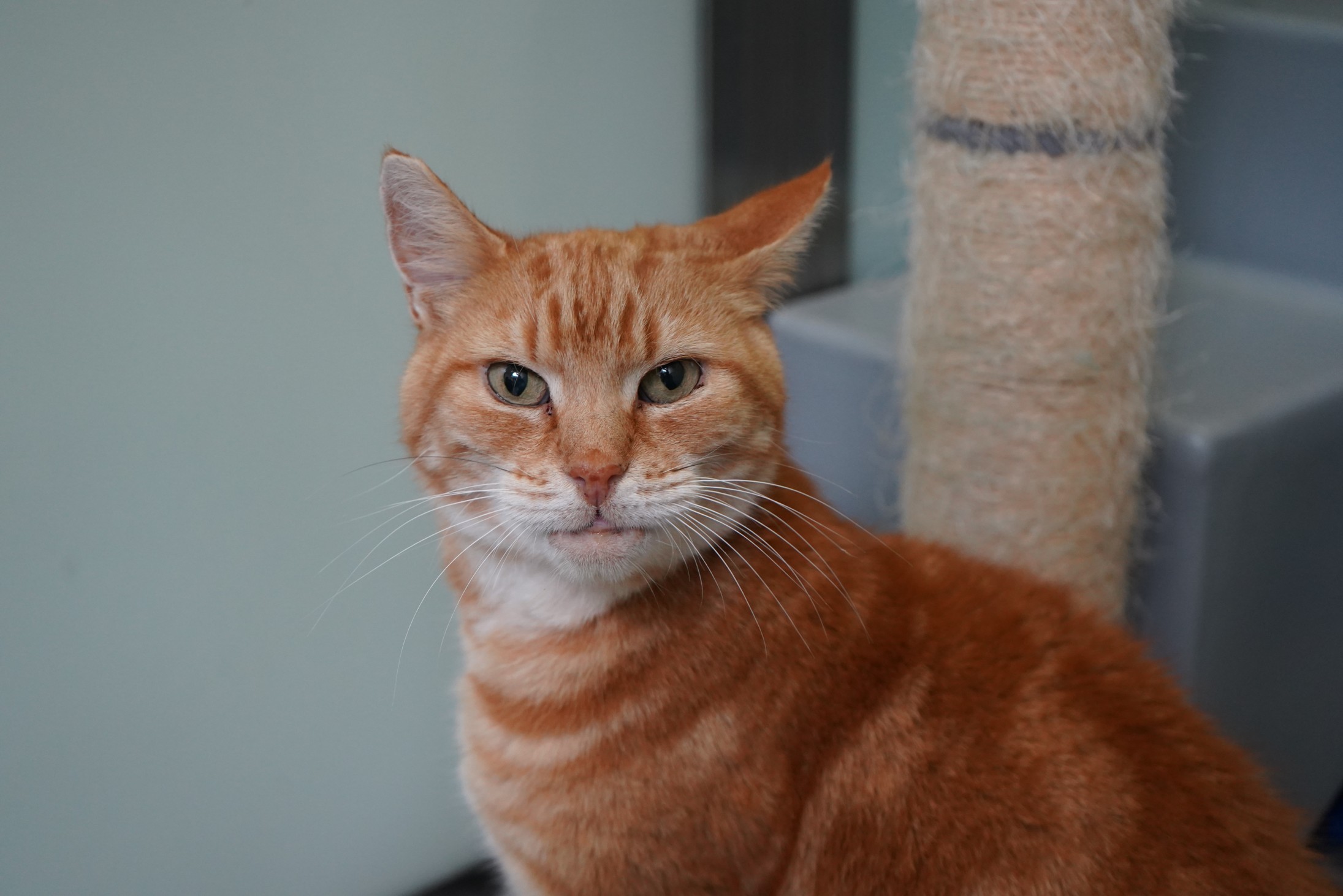 Orange cat looking at camera.