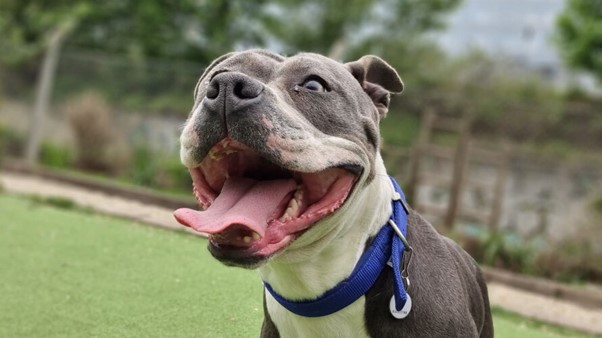 paul with staffie