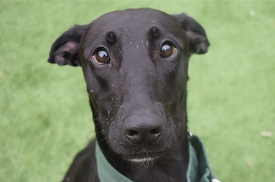 Pogdogs S11 Murphy