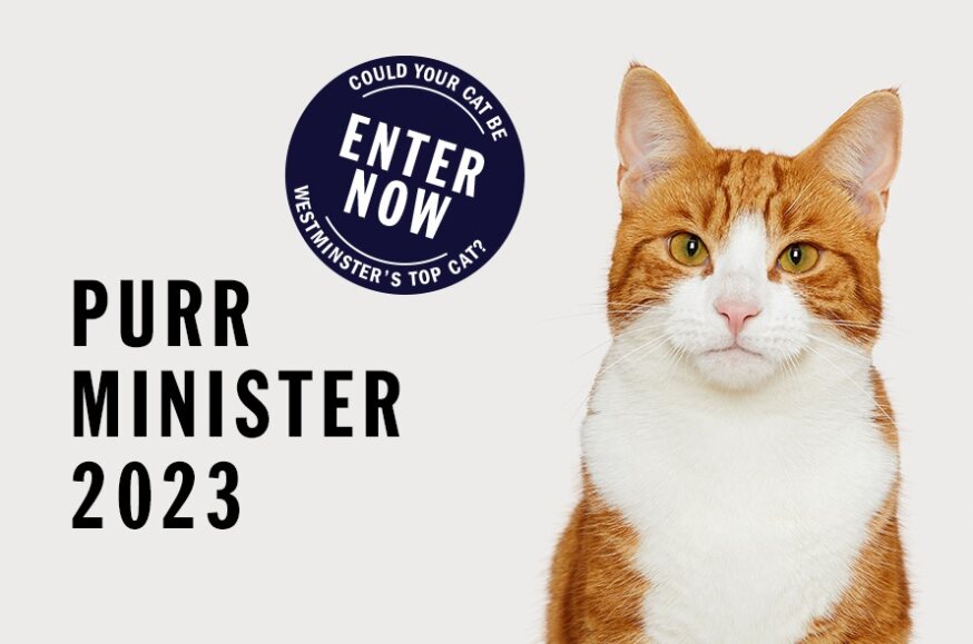 Lindsay Hoyle Cat Patrick
