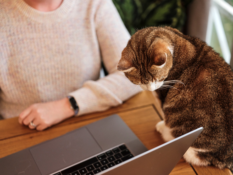 Cat lookiing at a laptop