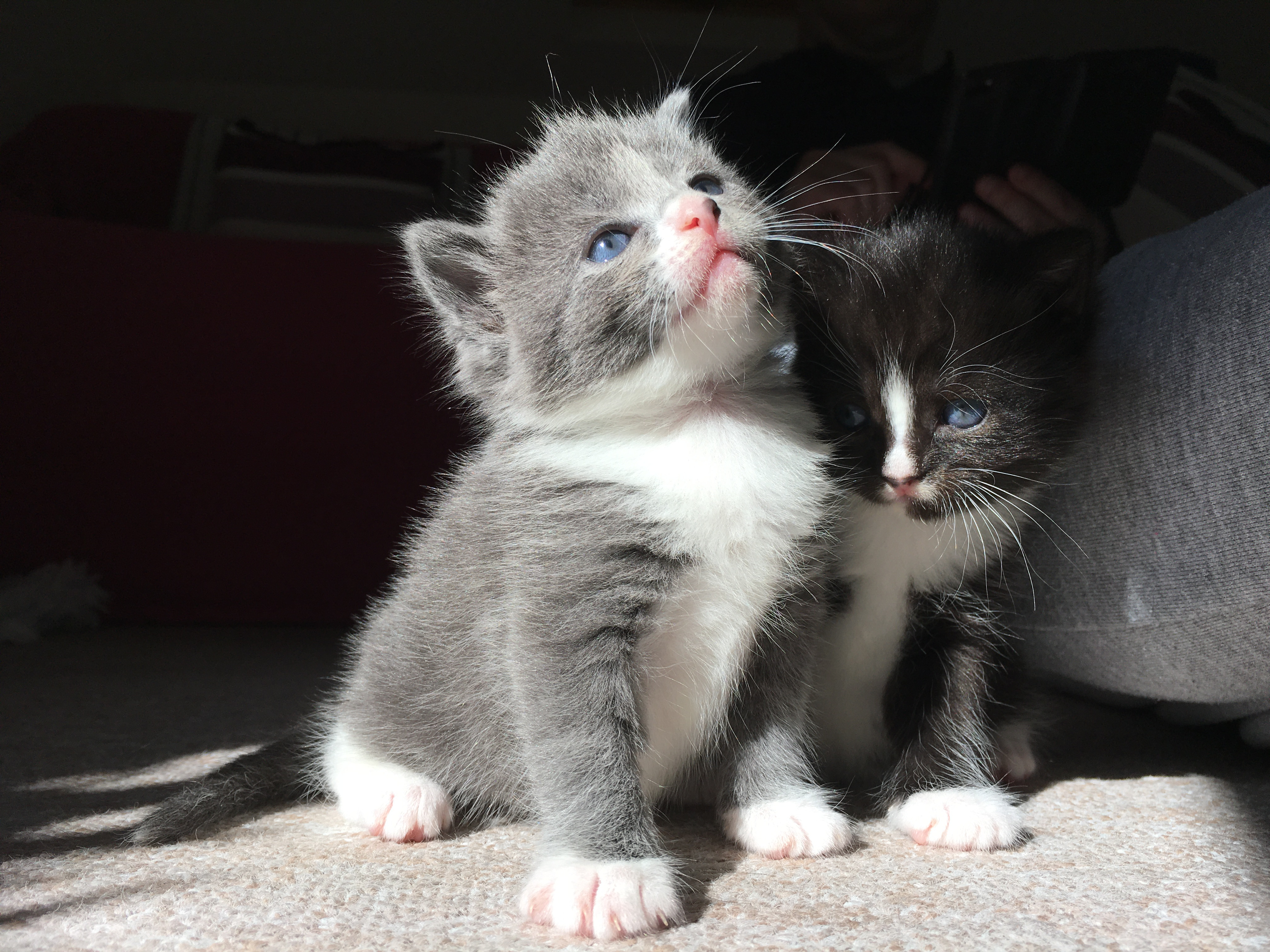 Two tiny blue-eyed kittens, Poppy and Tulip