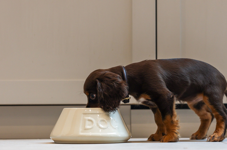 Puppy drinking out of water bowl