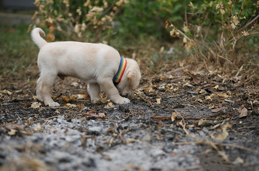 Puppy sniffing the ground