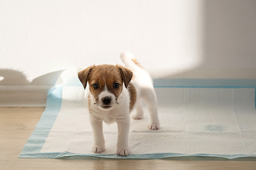 Puppy standing on a puppy pad