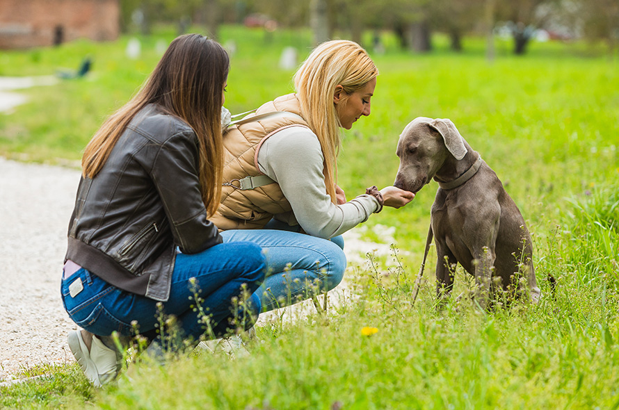 Rewarding good behaviour with a dog