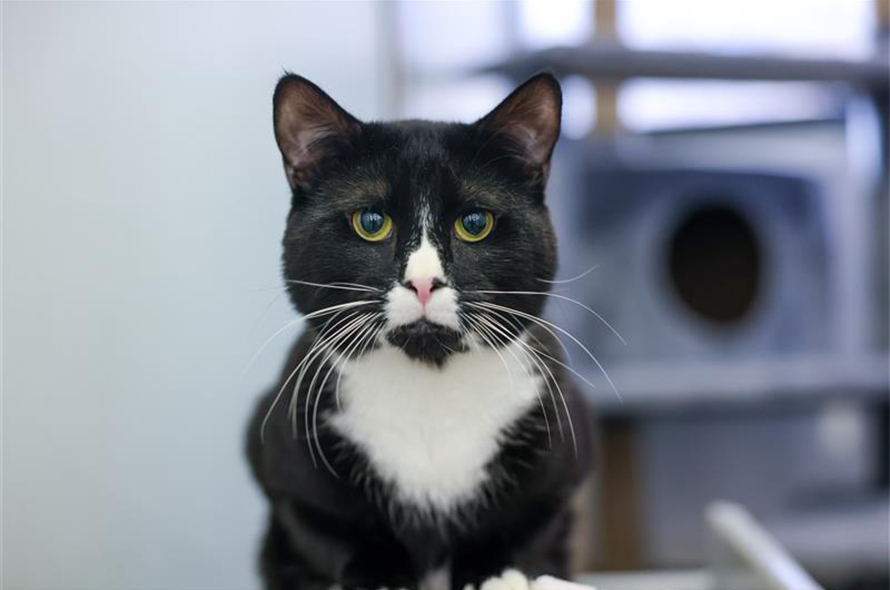 Rusty a black and white cat looking into the camera