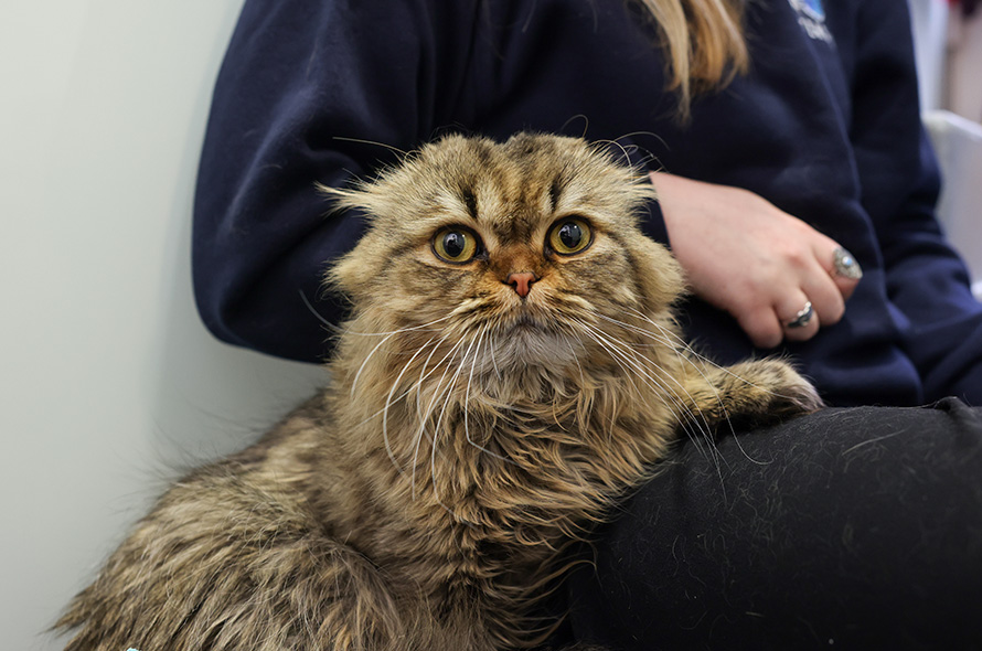 Scottish Fold cat laying on someone's lap